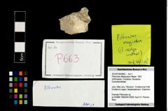 Foto (Objekt + Etikett) von Pithonoton Marginatum (Meyer, 1842)  (NHMW-GEO-2014-0194-0663)